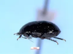 Galgupha atra thumbnail 1