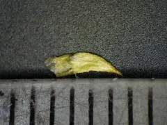 northern appressed bog clubmoss thumbnail 4