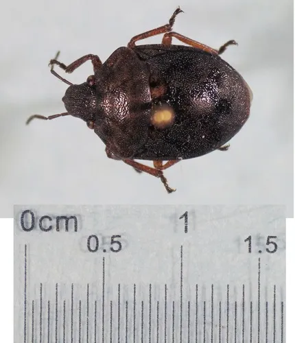 shield-backed pine seed bug