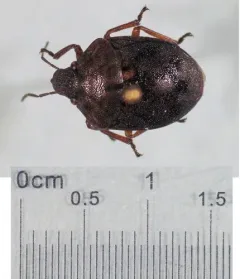 shield-backed pine seed bug thumbnail 1