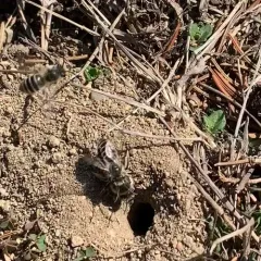 Unequal Cellophane Bee thumbnail 3