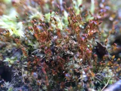Pygmy Pocket-Moss thumbnail 1