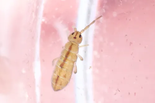 Marsh Springtail