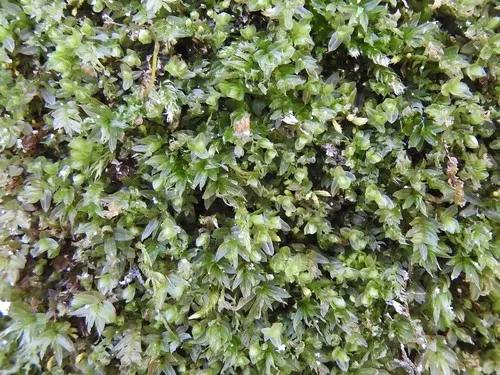 Olivegreen Calcareous Moss