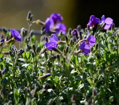 purple rock cress thumbnail 1