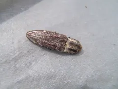 Covered Click Beetle thumbnail 3