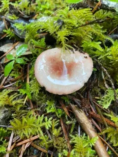 Russula bicolor thumbnail 2