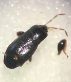 glossy groundbug thumbnail 4