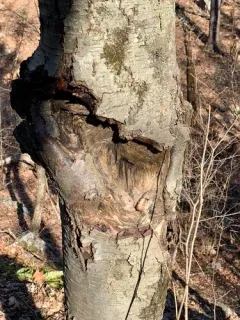 Apple Canker thumbnail 3