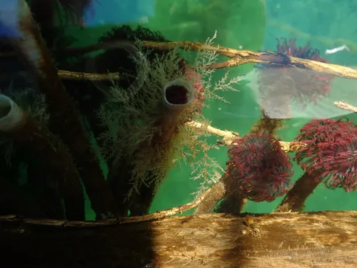 Sea Thread Hydroid