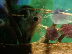 Sea Thread Hydroid thumbnail 1