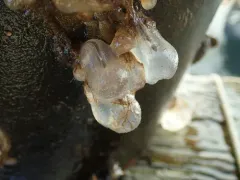 Brooding Transparent Tunicate thumbnail 2