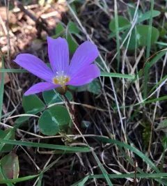 Redwood Sorrel thumbnail 4