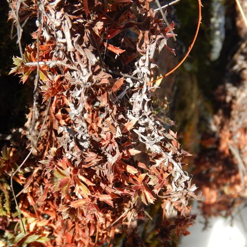 Prickly Saxifrage