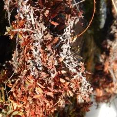 Prickly Saxifrage thumbnail 1