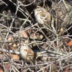 American Tree Sparrow thumbnail 4