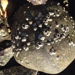 Pacific Acorn Barnacle thumbnail 3