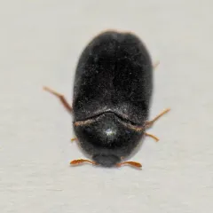 Attagenus brunneus thumbnail 2