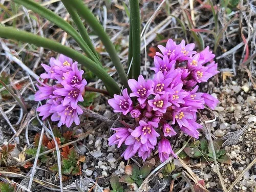 Southern Idaho onion