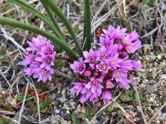 Southern Idaho onion thumbnail 1