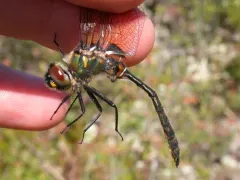 Whitehouse's Emerald thumbnail 4