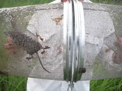 Northern Water Shrew thumbnail 2