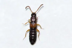 Dinaraea angustula thumbnail 2