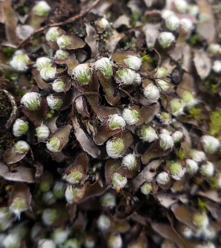 Fragrant Macewort