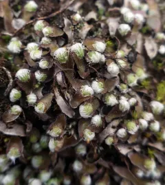 Fragrant Macewort thumbnail 1