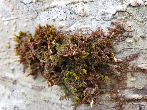 Drummond's Pincushion Moss