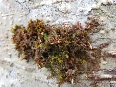 Drummond's Pincushion Moss thumbnail 1