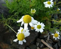 Sea Mayweed thumbnail 2