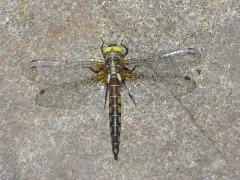 Broad-tailed Shadowdragon thumbnail 4