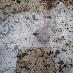 Spring Cankerworm Moth thumbnail 4