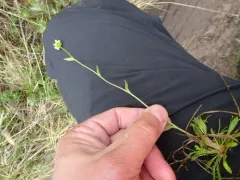 Long-stalk Whitlow-grass thumbnail 2
