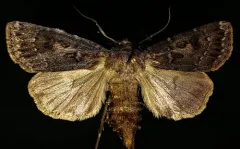 Agrotis ruta thumbnail 1