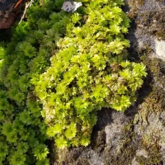Ontario rhodobryum moss thumbnail 1