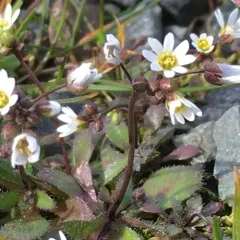 Common Whitlowgrass thumbnail 2