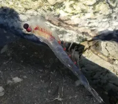 North Pacific krill thumbnail 2