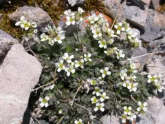 Grayleaf Whitlow-grass thumbnail 2