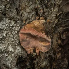 Rosy Conk thumbnail 3