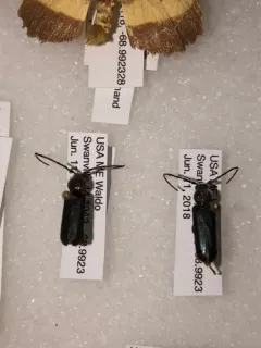Ropalopus sanguinicollis thumbnail 2