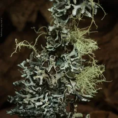 Imshaug's Tube Lichen thumbnail 1