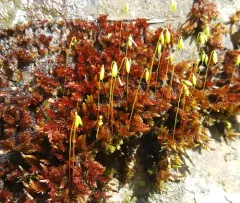 Glossy Red Bryum Moss thumbnail 2