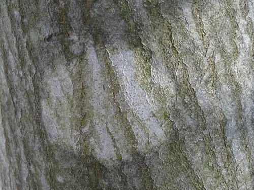Arthonia granosa