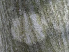 Arthonia granosa thumbnail 1