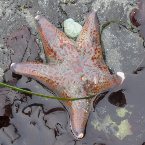 Leather Star