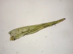 Ambiguous Ditrichum Moss thumbnail 2
