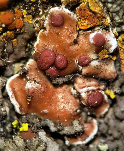 False Russell's fishscale lichen
