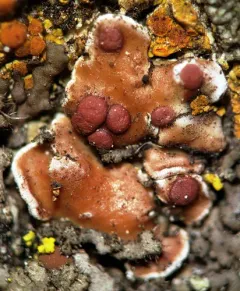 False Russell's fishscale lichen thumbnail 1